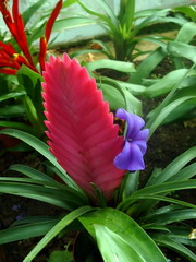 تیلاندزیا سایانیا